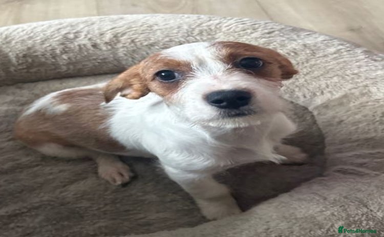 Mixed Breed dogs Cavajack girl - Advert 1