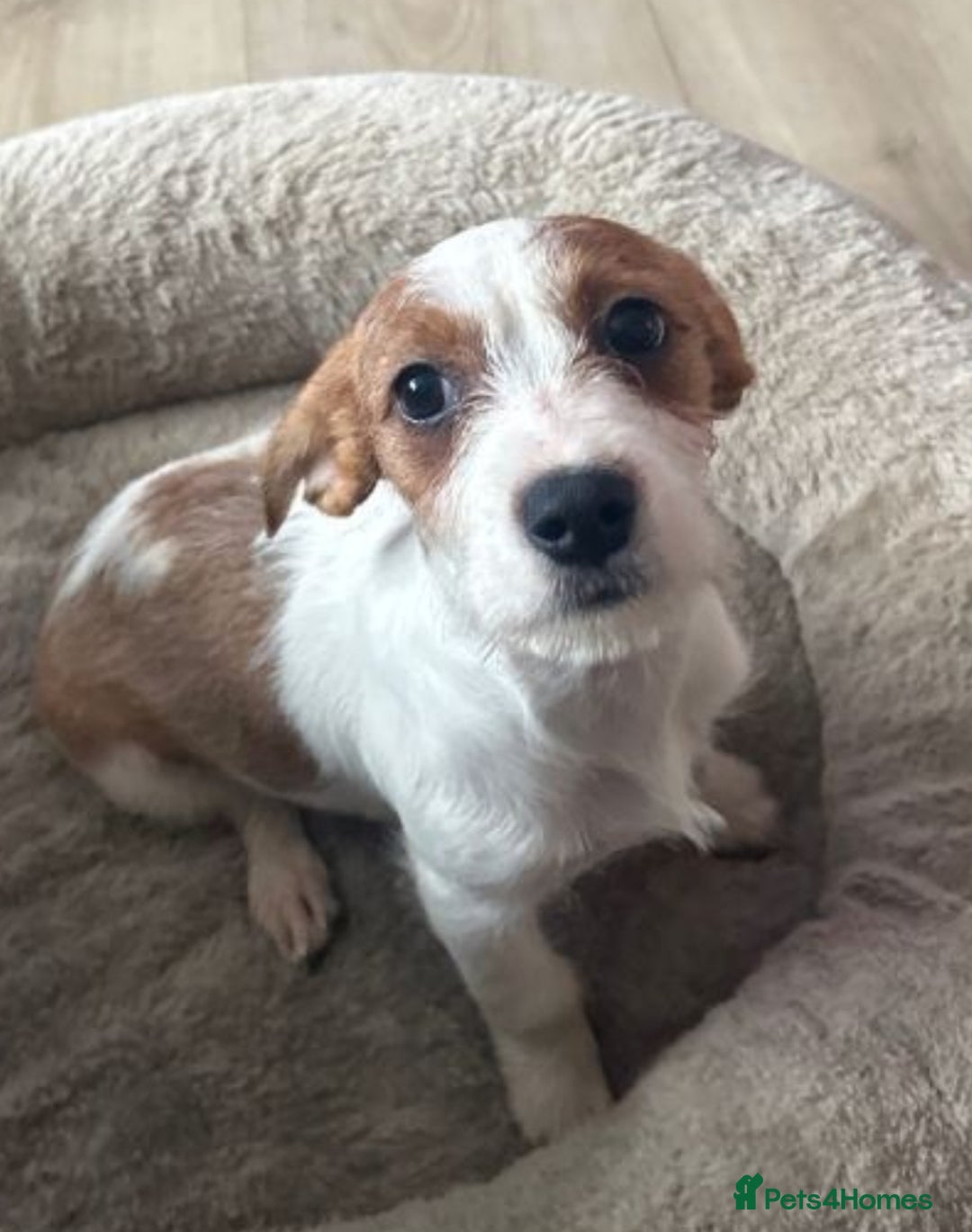 Mixed Breed dogs for sale: Cavajack girl - Advert 1
