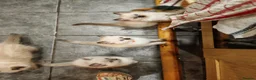 Ragdoll cats for sale: Kittens ready to new home  - Advert 25