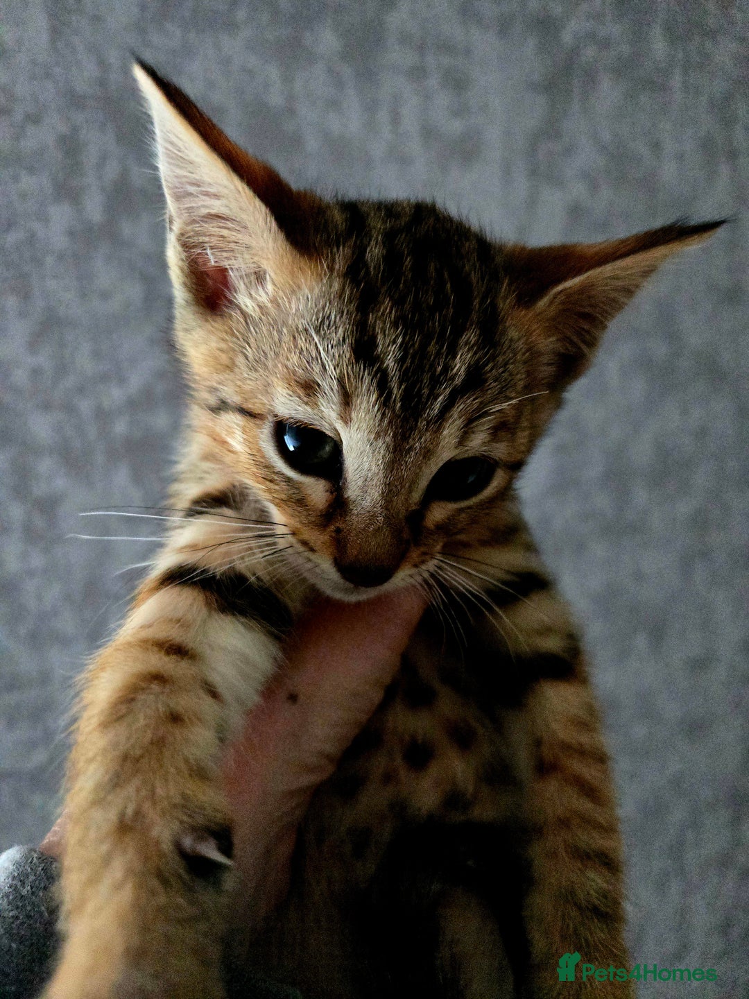 Bengal cats for sale: Two stunning little girls absolutely stunning!!!  - Advert 1