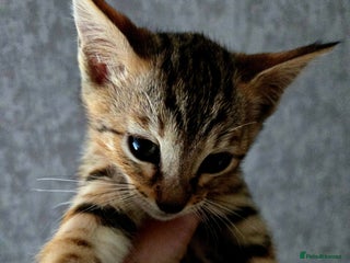 Bengal cats Two stunning little girls absolutely stunning!!! - Advert 1