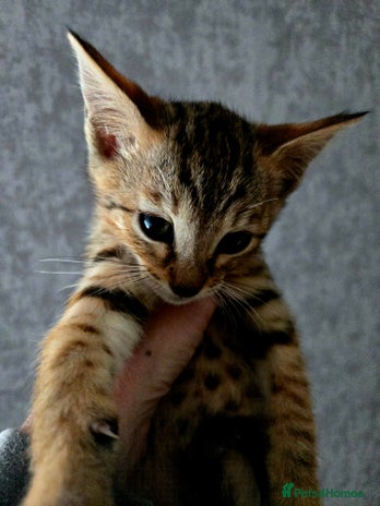 Bengal cats Two stunning little girls absolutely stunning!!! - Advert 1