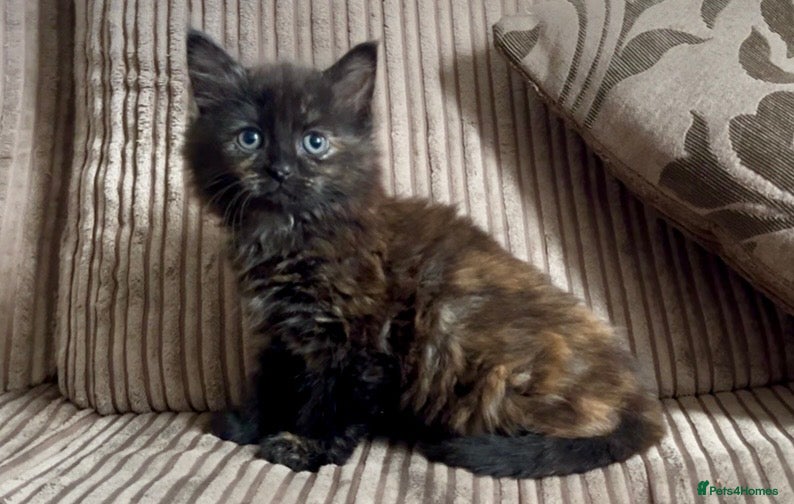 Mixed Breed cats for sale: Cute kittens ready now - Advert 10