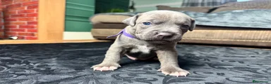 Purple Collar 