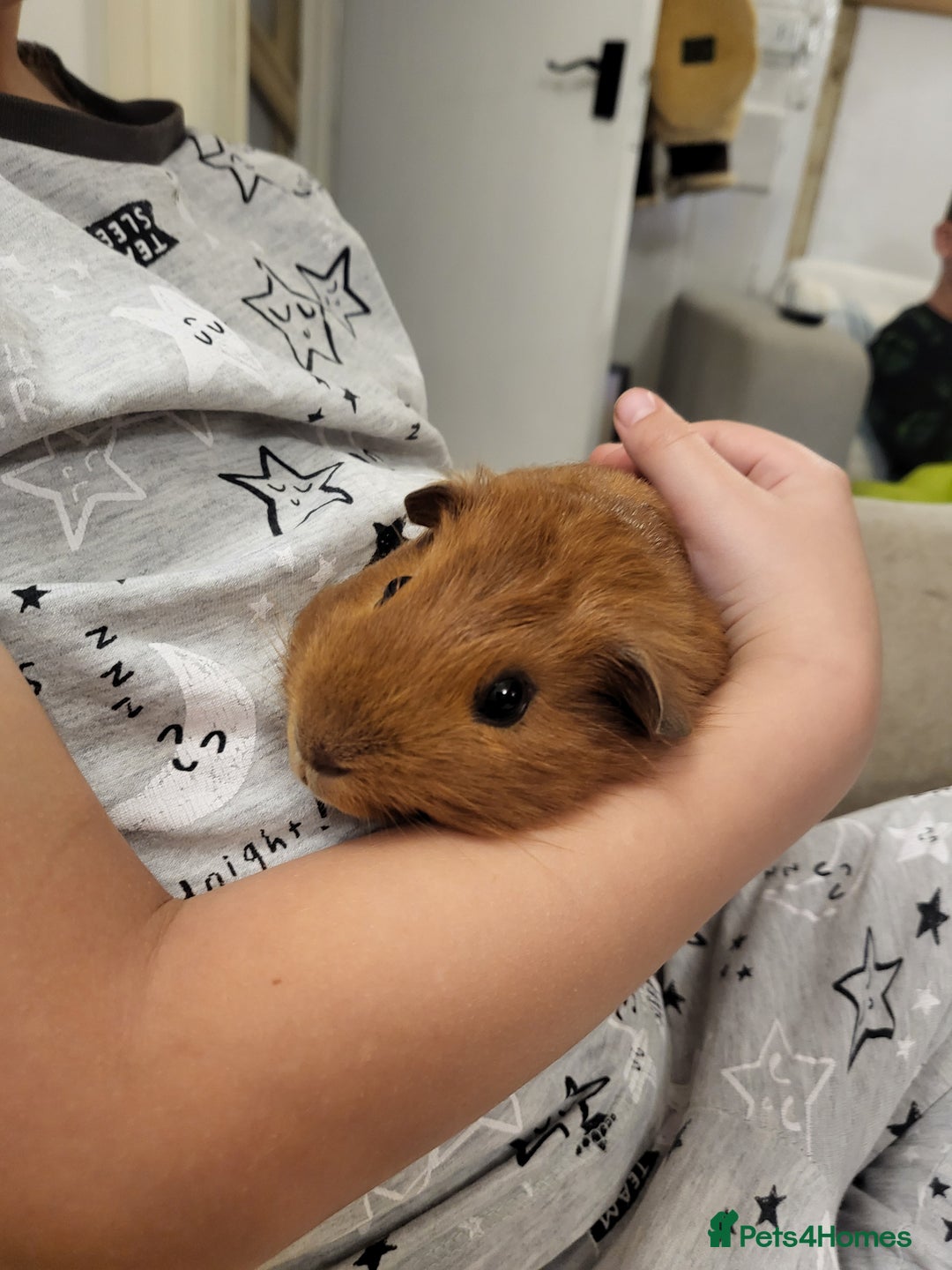 Guinea Pig rodents for sale: Baby Guniea Pigs For Sale - Advert 5