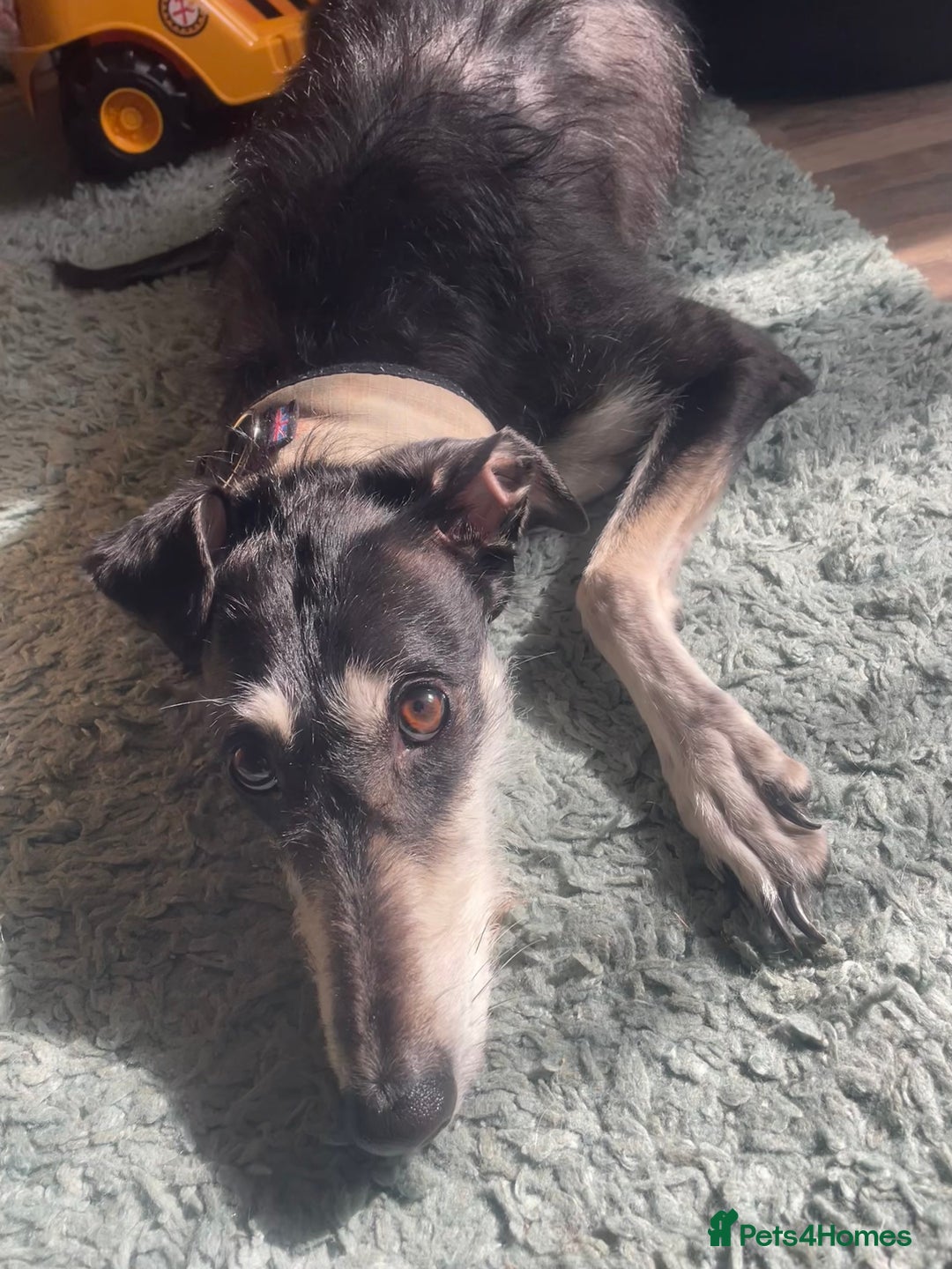 Lurcher dogs for sale: Sad sale of my lurcher - Advert 1