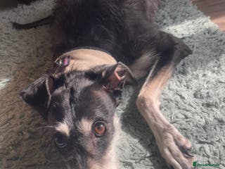 Lurcher dogs Sad sale of my lurcher - Advert 3