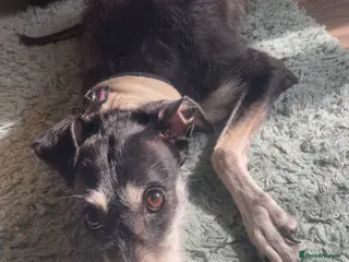 Lurcher dogs Sad sale of my lurcher - Advert 2