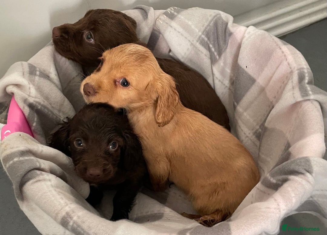 Cocker Spaniel dogs for sale: Cocker spaniel puppies for sale  - Image 4