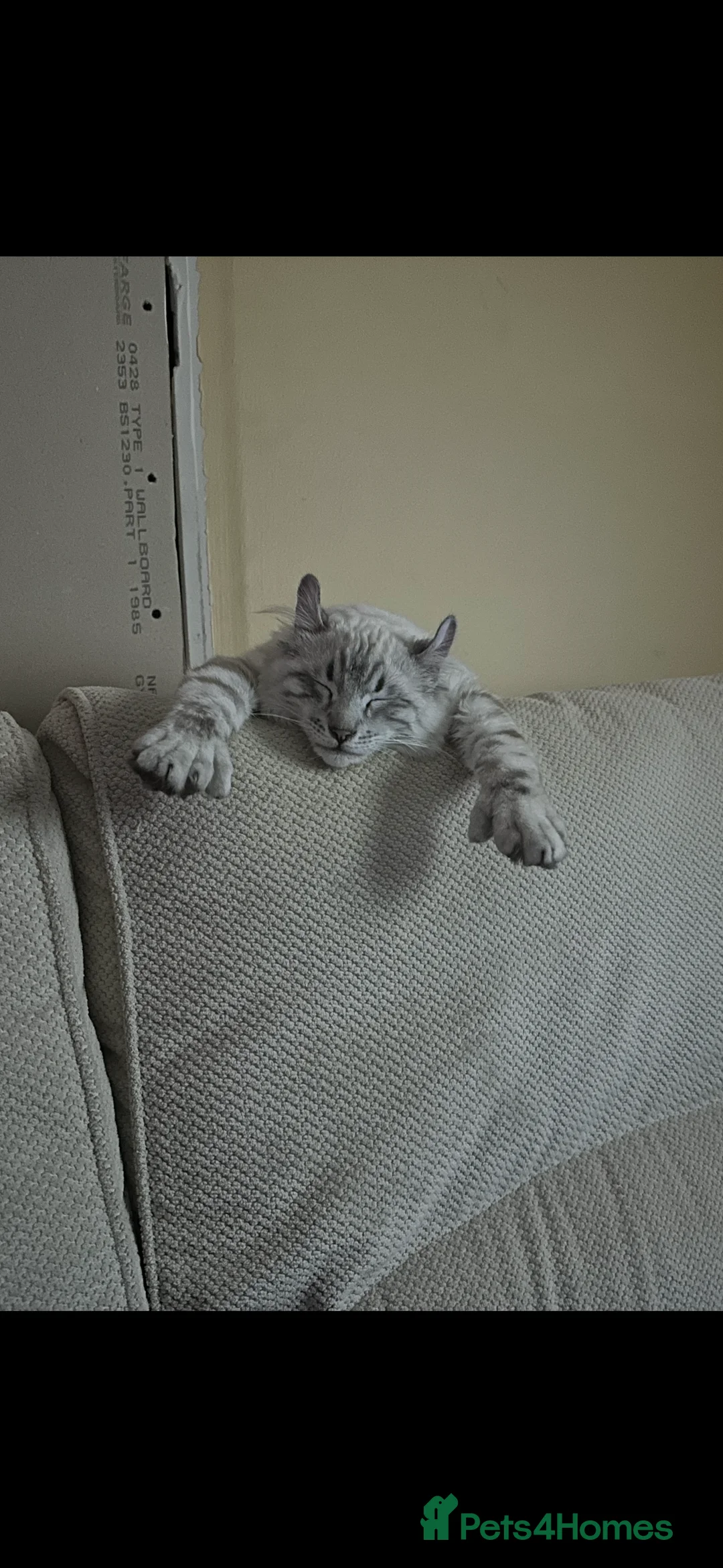 Keetso cats for sale: Enzo the snow leopard Keetso  - Advert 2