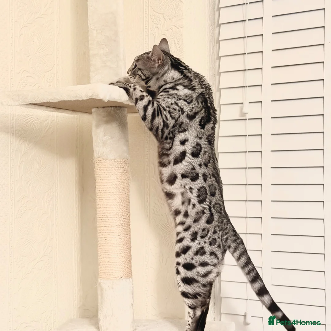 Bengal cats for sale: ✨ Beautiful Silver Bengal Girl Needs a New Home ✨ - Advert 2