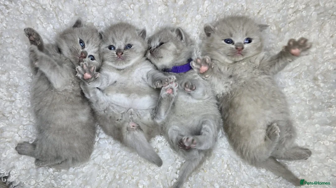 British Shorthair cats for sale: Gorgeous British Shorthair kittens - Advert 3