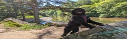 Portuguese Water Dog dogs for sale: Portuguese Water Dogs available  - Advert 3
