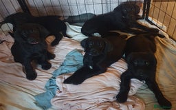 Labrador Retriever dogs for sale: Chunky pups ready now - Advert 1