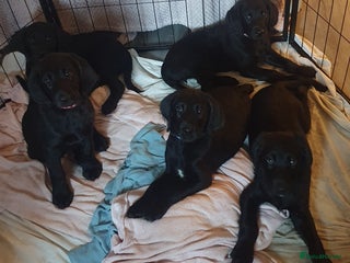 Labrador Retriever dogs for sale: Chunky pups ready now - Advert 1
