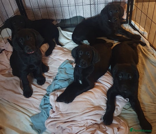 Labrador Retriever dogs Chunky pups ready now - Advert 2