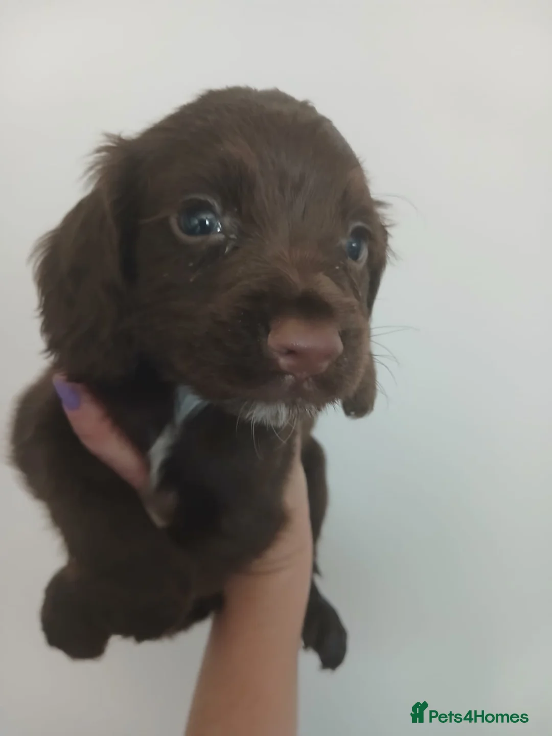 Cocker Spaniel dogs for sale: Cocker spaniel  - Advert 5
