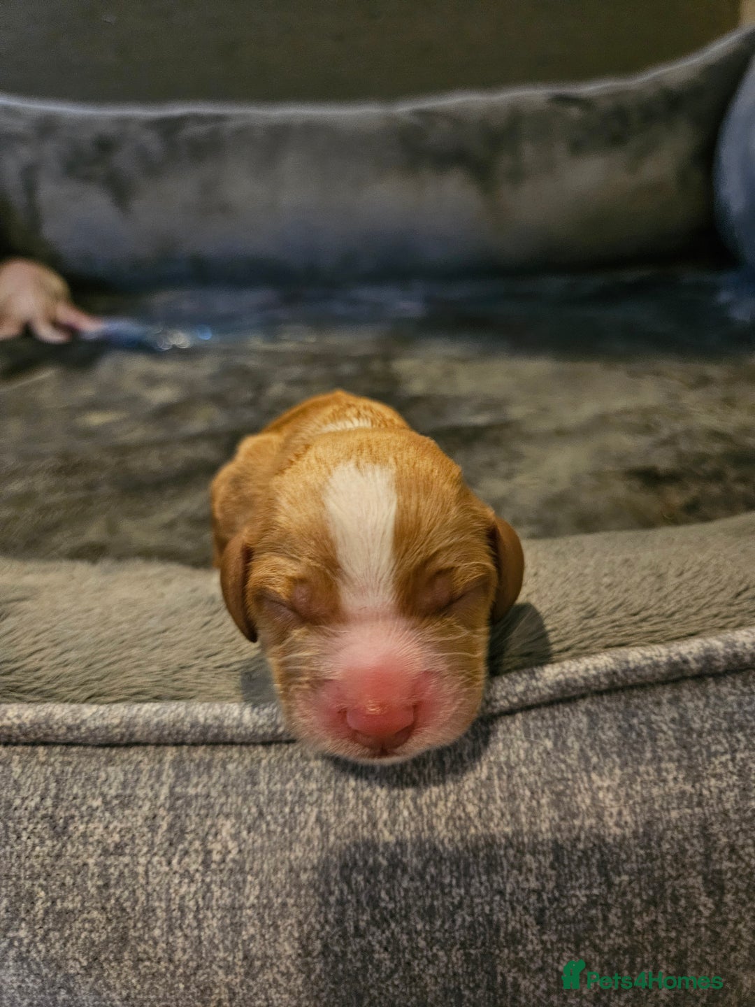 Cocker Spaniel dogs for sale: KC Working Cocker Spaniel Puppies - Advert 27