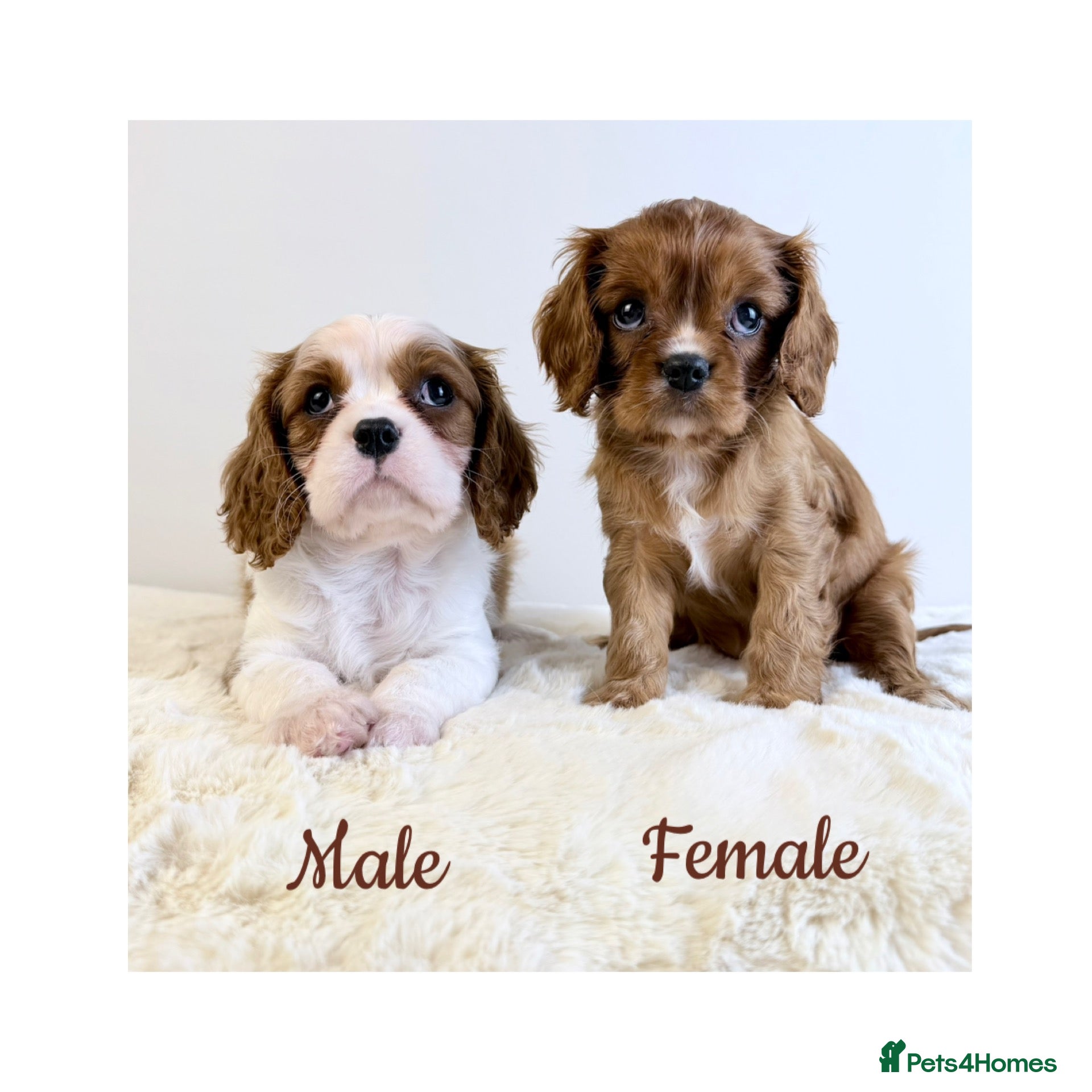Cavalier King Charles Spaniel dogs KC registered Cavalier King Charles Spaniel.  - Advert 1