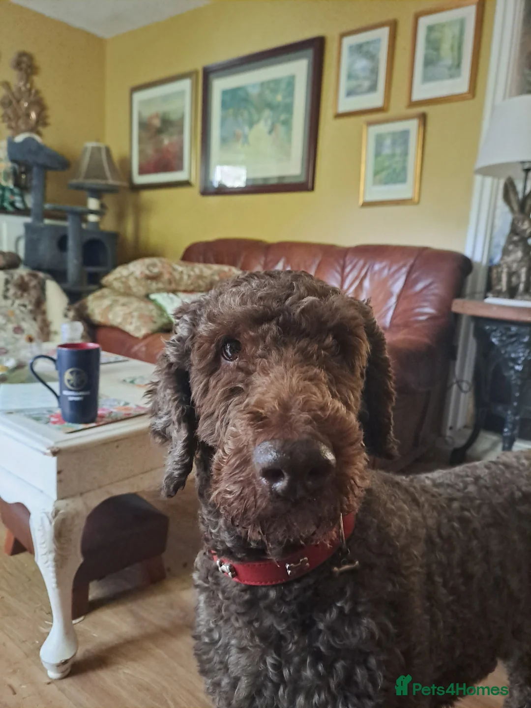 Labradoodle dogs for stud: PROVEN Healthy Labradoodle STUD - HYPOALLERGENIC   - Advert 7