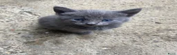 Mixed Breed cats for sale: Beautiful Kittens - Ready Now - Advert 11