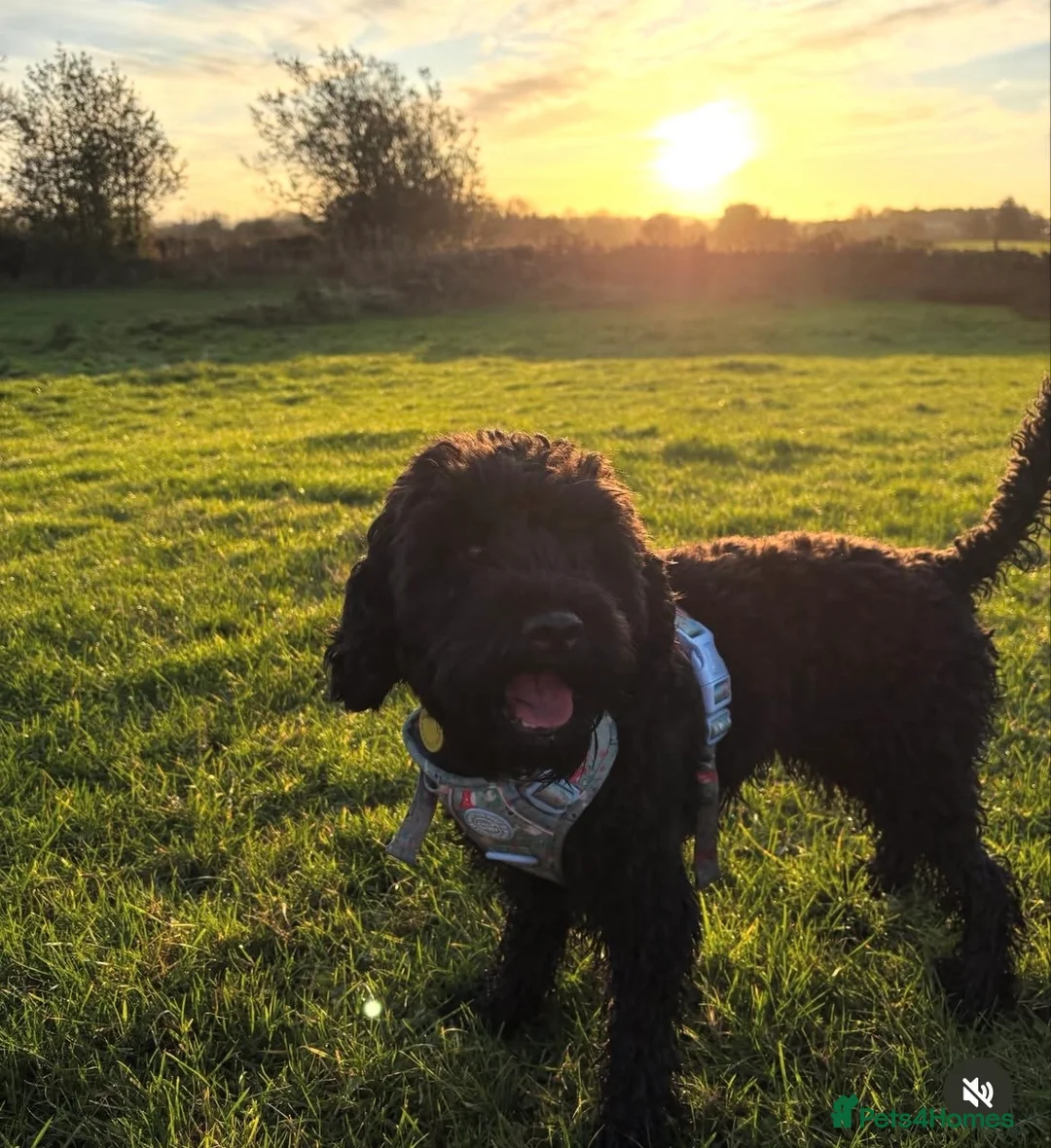 Cockapoo dogs for stud: 🌟 PROVEN STUD 🌟  - Advert 2