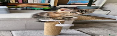 Calico 4