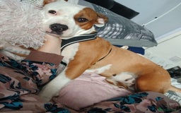 Mixed Breed dogs for sale: Beautiful 2yr Old Staffy Cross Girl - Image 1