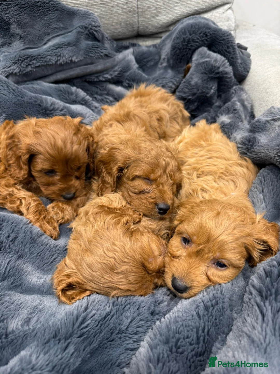 Cavapoo dogs for sale: Ruby Cavapoo Puppies 2 boys & 2 girls left   in Southampton - Advert 2