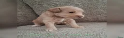 Australian Labradoodle dogs for sale: DNA health tested mini Australian labradoodles  - Advert 6