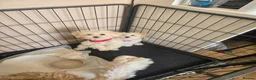 Poochon dogs for sale: Bichon frise x poodle  in Maidstone - Advert 7