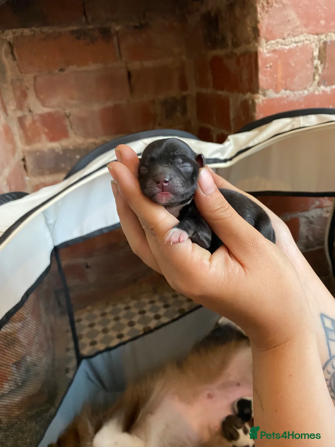 Pomchi dogs for sale: Female Pomchi for sale 🩷 - Advert 2