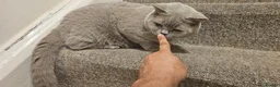 British Shorthair cats for sale: Active mom SALE - Advert 5