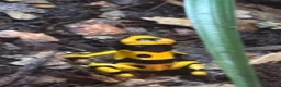 Frog reptiles for sale: Dendronates leucomelas - Advert 4