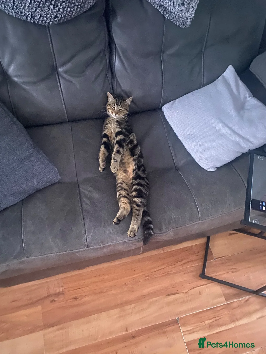 Mixed Breed cats for sale: 10 month old for adoption in Sheerness - Advert 3