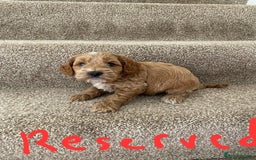 Cockapoo dogs for sale: Pra clear miniture cockapoo puppies  - Image 6
