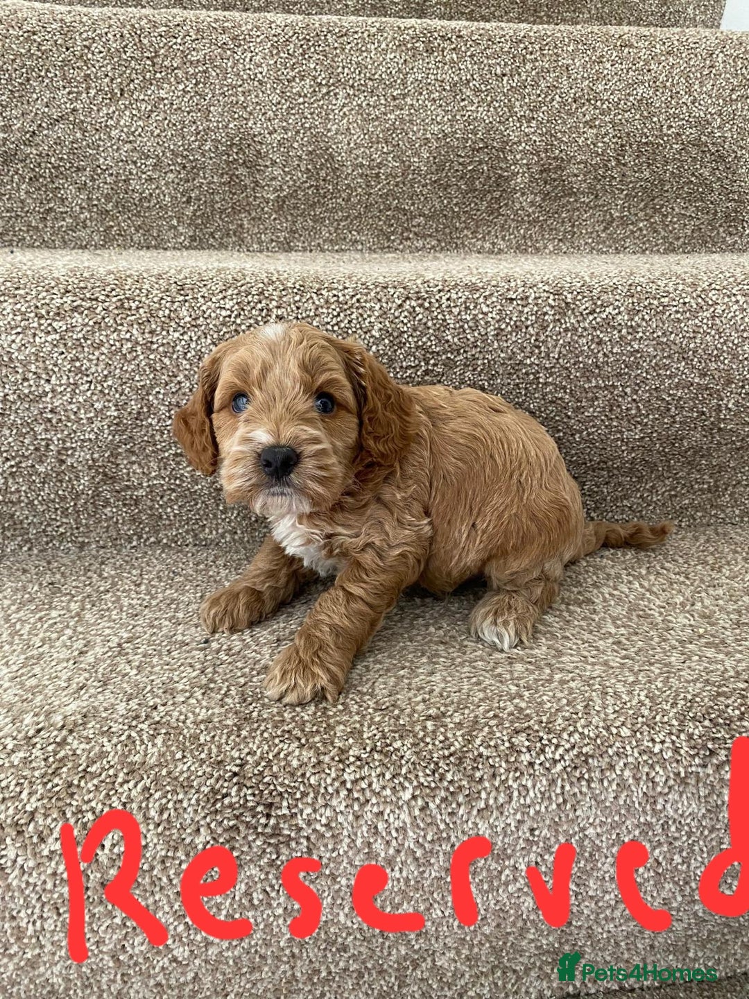 Cockapoo dogs for sale: Pra clear miniture cockapoo puppies  - Image 6