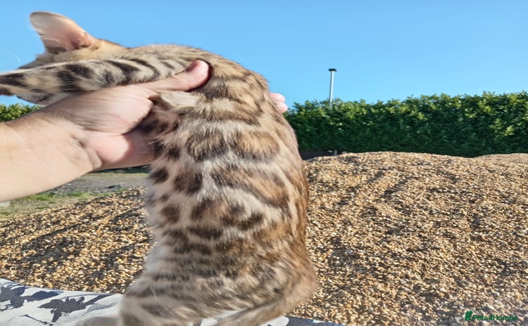 Bengal cats - Advert 2