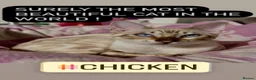 Bengal cats for sale: Snow mink Bengal stunning nirvana aka chicken  - Advert 3