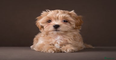 Maltipoo dogs - Advert 2