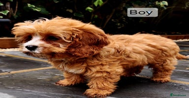 Cavapoo dogs - Advert 10