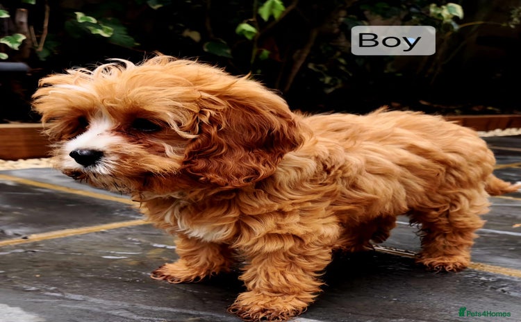 Cavapoo dogs - Advert 9