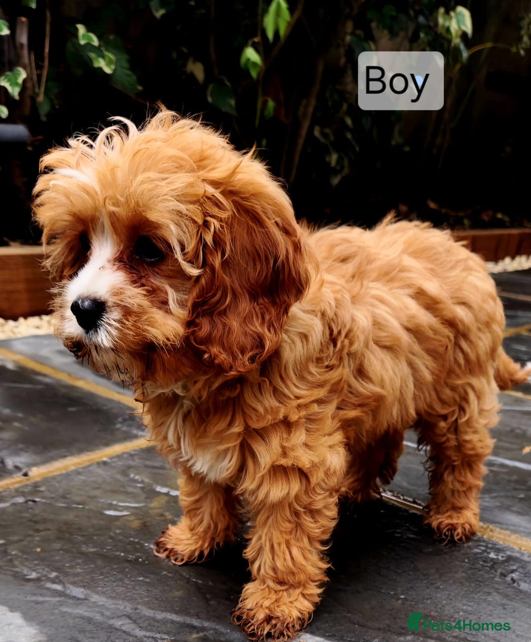 Cavapoo dogs for sale: Toy Cavapoo Puppies Looking for Forever Homes!! - Image 1