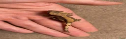 Gecko reptiles for sale: Baby Harley Quinn crested gecko  - Advert 2