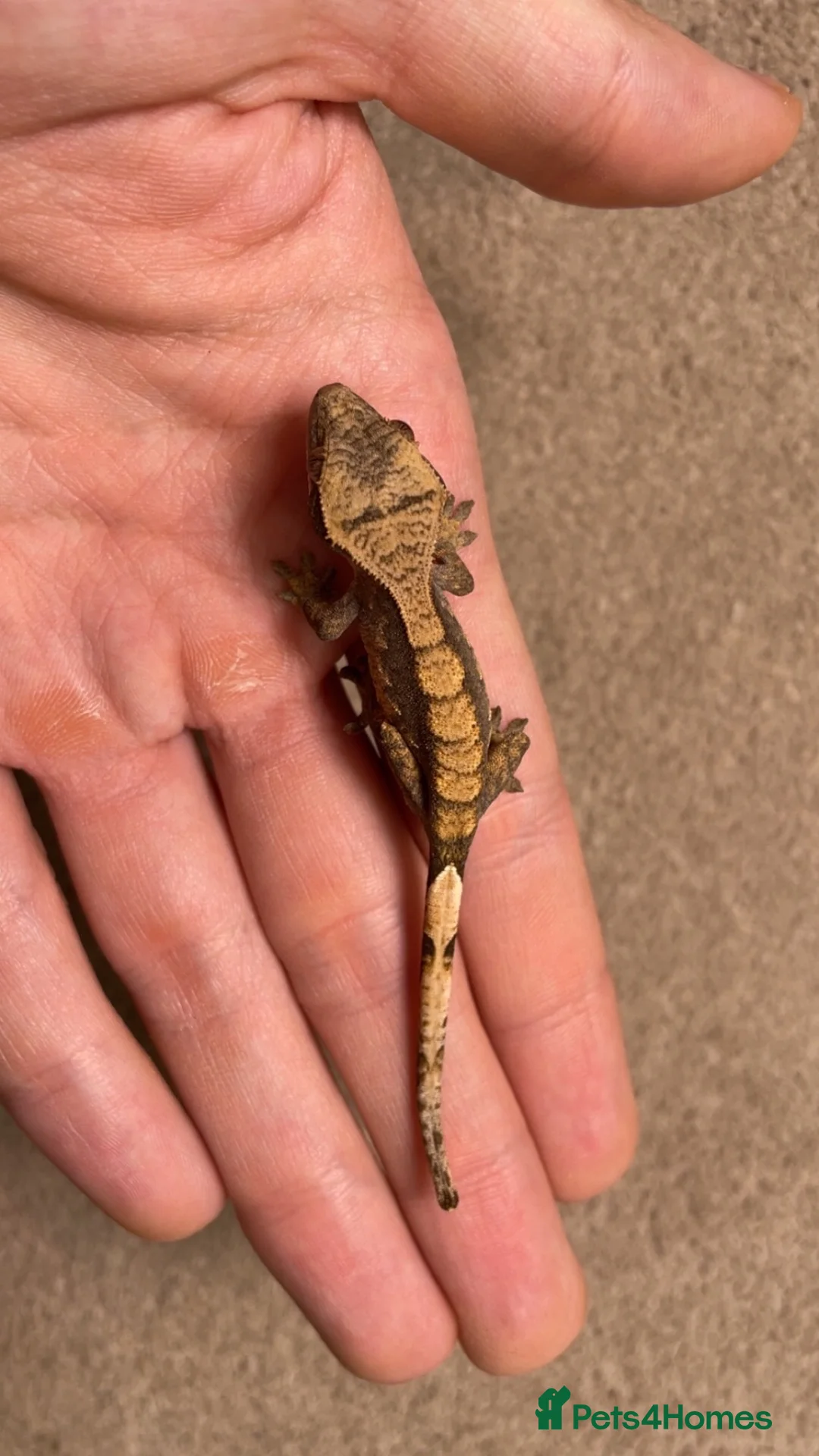 Gecko reptiles for sale: Baby Harley Quinn crested gecko  - Advert 2