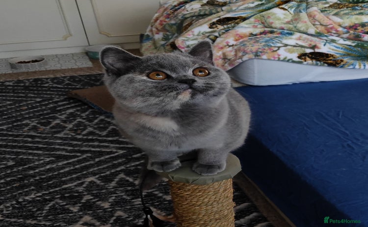 British Shorthair cats - Advert 13