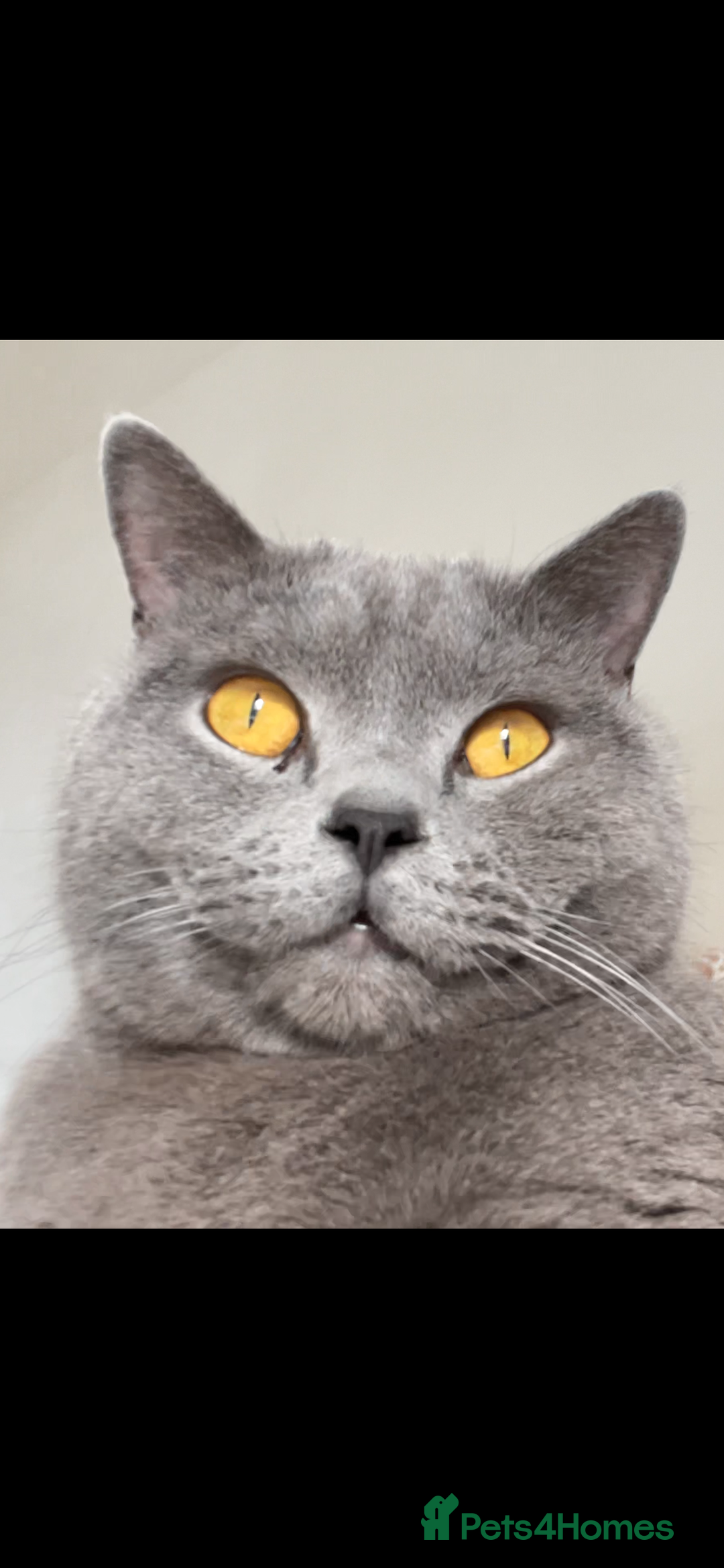 British Shorthair cats for sale: British shorthair  - Image 3