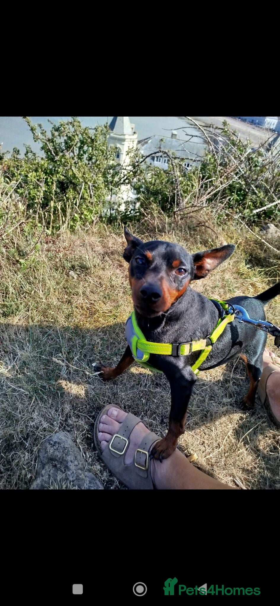 Miniature Pinscher dogs Kc registered male miniature pinsher stud - Advert 7