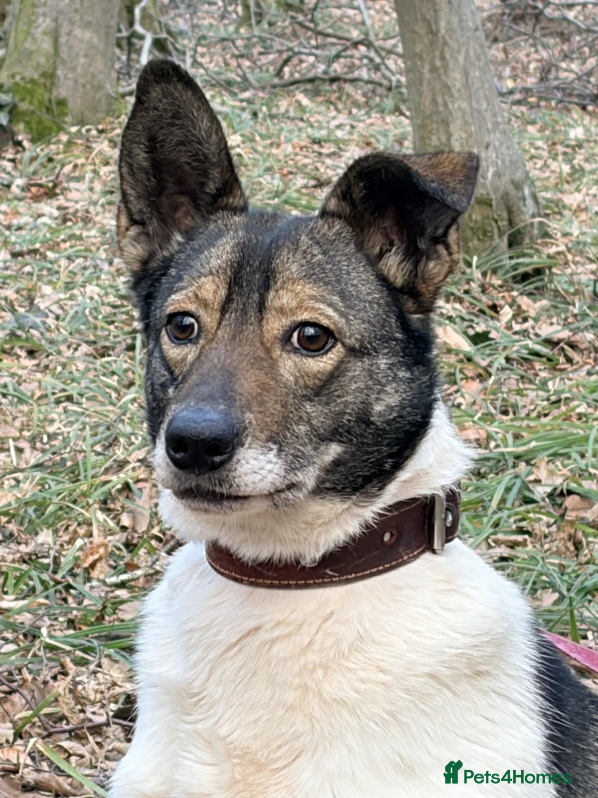 Mixed Breed dogs ❤️🐶 MARY – Smart, Devoted And Full Of Life 🐶❤️ - Advert 10