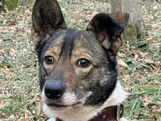 Mixed Breed dogs ❤️🐶 MARY – Smart, Devoted And Full Of Life 🐶❤️ - Advert 10